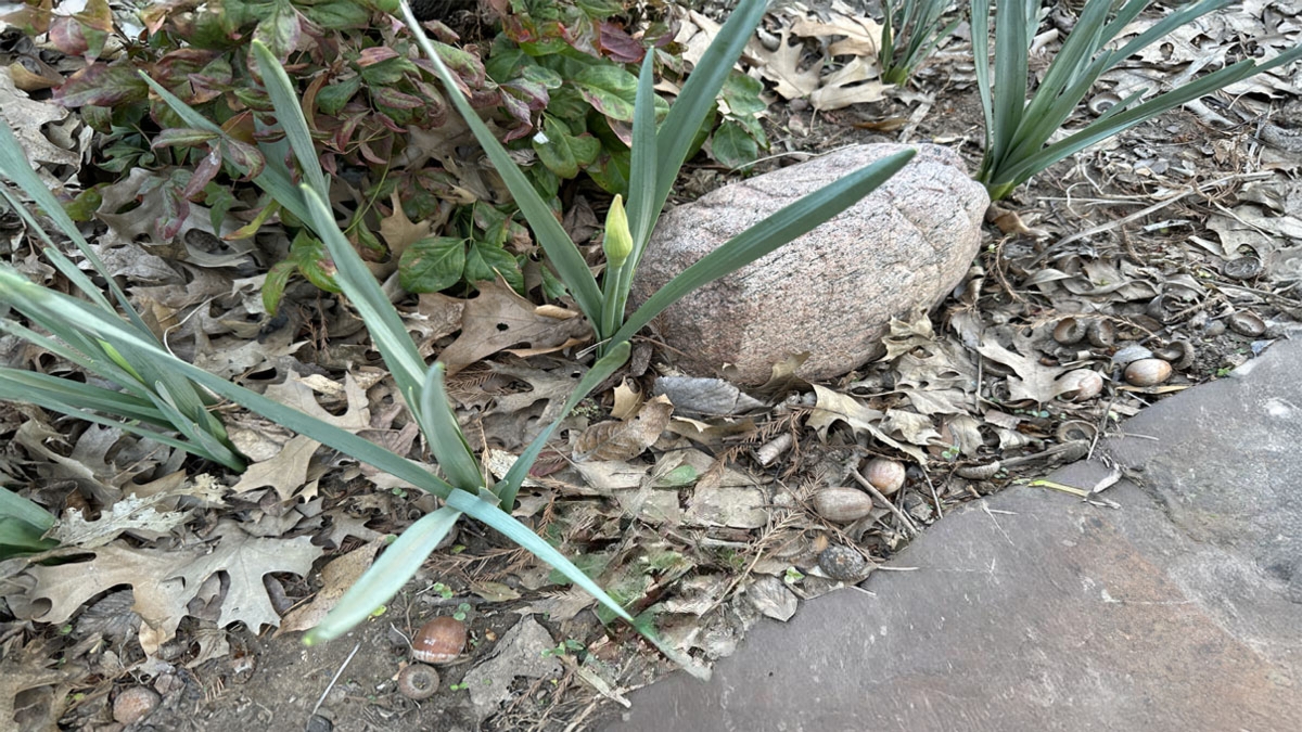 Leaf Covered Garden Bed