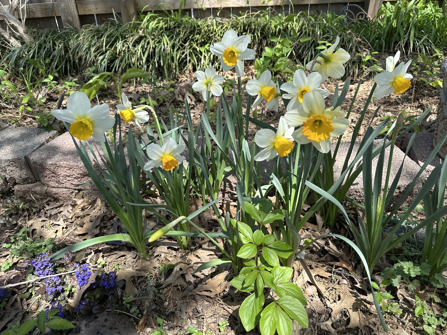 Sempre Avanti Daffodills Planted With Ajuga And Peony