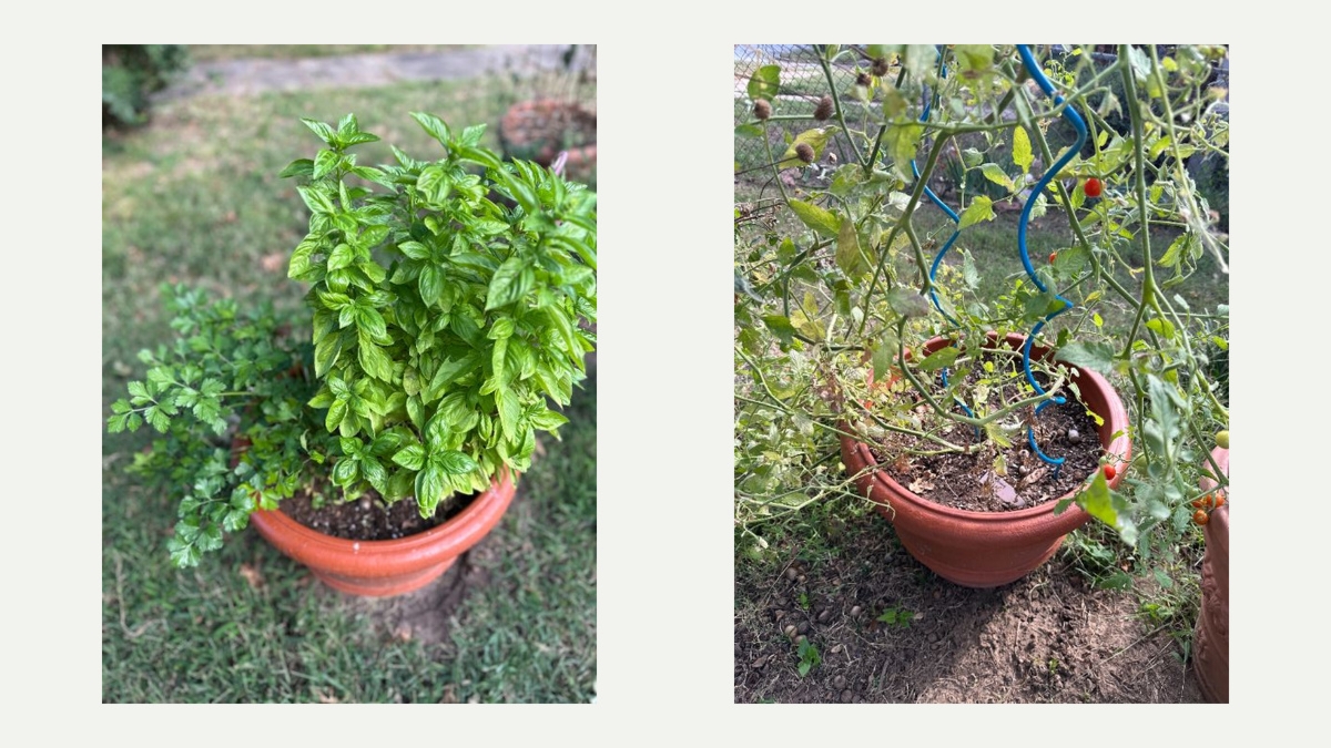 Same size 20 Gallon Pots with Basil, Parsley and Rosemary and with a single Sweet 100 Tomato